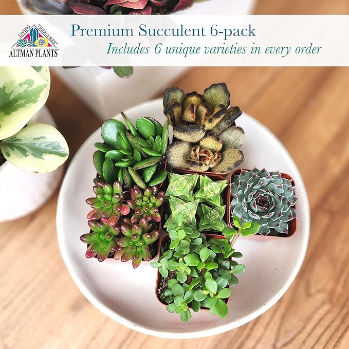 Altman Plants Specialty Live Succulent Plant (6 Pack), No Duplicates, Assorted Succulents Featuring Unique Colors & Shapes, 2 in Pots