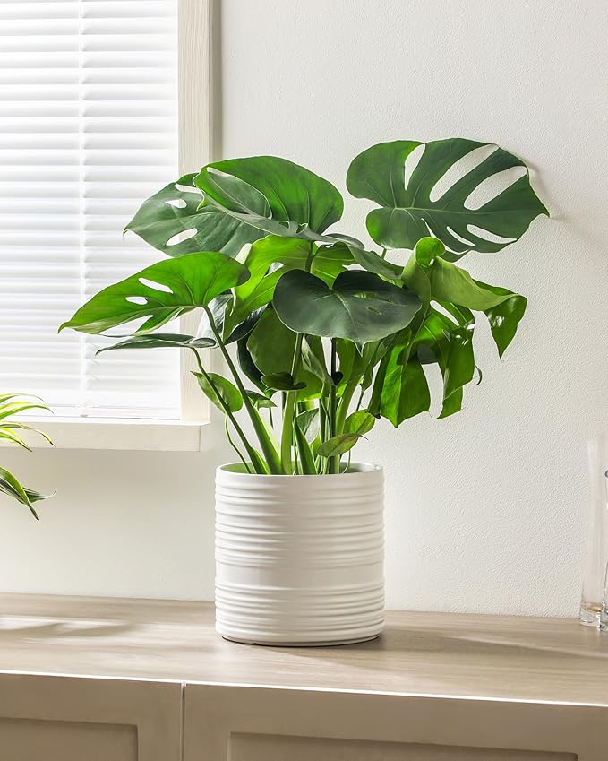 Ceramic Pots for Plants, 10+8+6 Inch White Planter with Drainage, Modern Striped Indoor/Outdoor Flower Pots for Succulents, Herbs, Home Office & Patio - Includes Mesh Pads & Saucer, Set of 3 ﻿