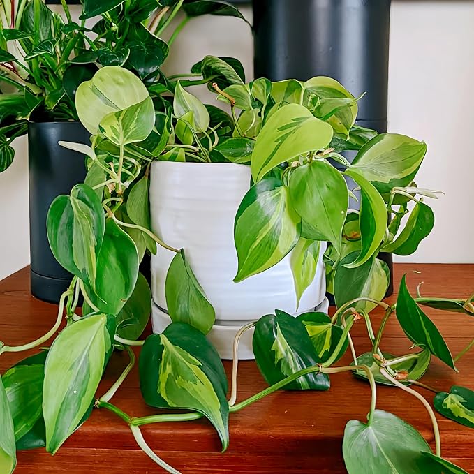 HERDUK 6 Inch Plant Pots, Ceramic Planter Pot with Drainage Hole & Saucer, Indoor/Outdoor Cylinder Round Planter Pot, Matte White