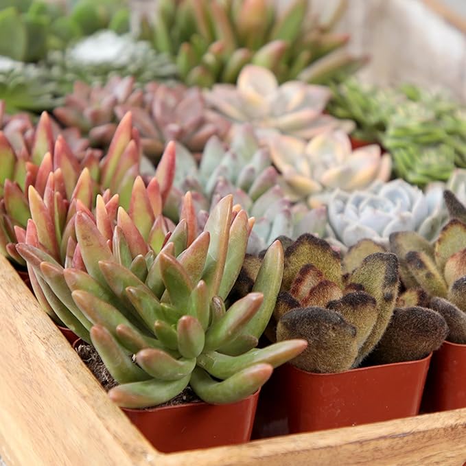Live Succulents Plants Bulk Plant Tray (50 Pack), Indoor Houseplants, in Cactus and Succulent Soil Mix, Kit Gifts by for Pets, Black