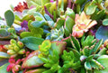 15 Assorted Succulent Cuttings