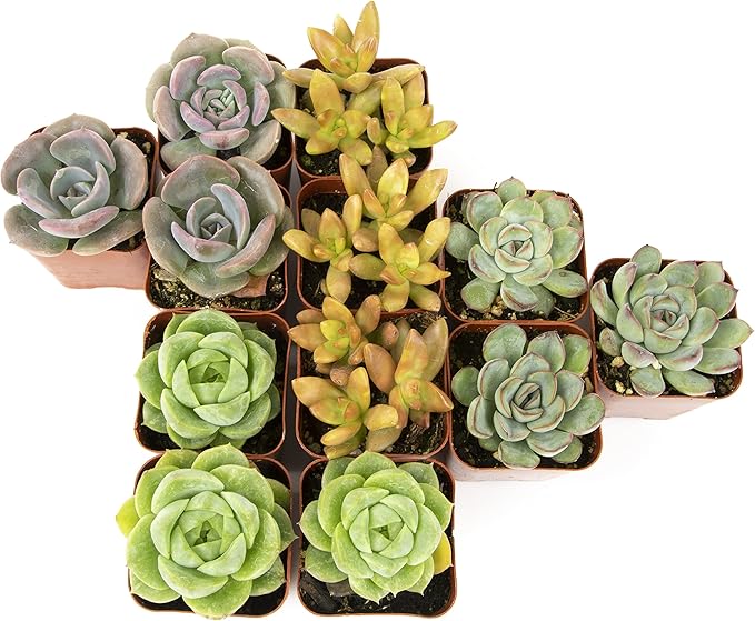 Altman Plants, Live Succulent Plants (12 Pack) Assorted Potted Succulents Plants Live House Plants in Cacti and Succulent Soil Mix, Cactus Plants Live Indoor Plants Live Houseplants in Planter Pots