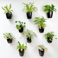 LaLaGreen Wall Planters for Indoor Plants - 10 Pack, 4 Inch Black Self Watering Pots Modern Indoor Hydroponic Vertical Live Garden Wall Mounted Hanging Plant Holder