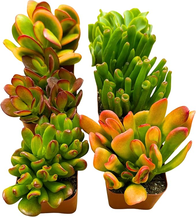 Succulents Plants Live Jade Plant 2" 3-Pack Mystery Collection, Live Jade Plant Starter Collection, Live Succulent Plants in Grower Pots with Succulent Soil Mix by The Succulent Cult