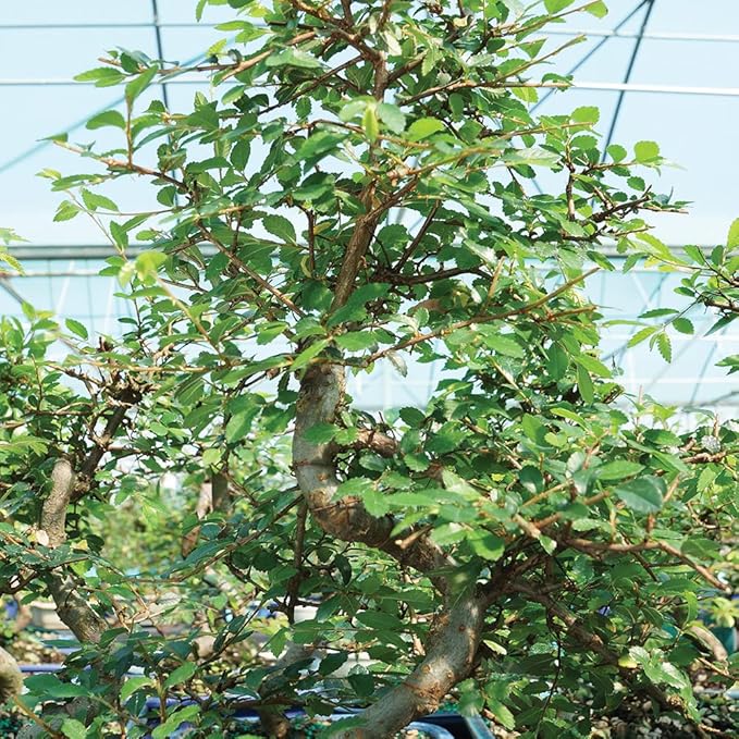 Brussel's Bonsai Live Chinese Elm Bonsai Tree, Outdoor - Medium, 7 Years Old, 8 to 10 inches Tall - Includes Ceramic Bonsai Pot and Humidity Tray