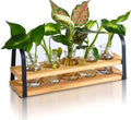 VIKEYHOME Plant Propagation Station with Wood Stand, Desktop Terrarium for Hydroponic, Flower Vase for Home, Kitchen, Office Decor, Plants Lover Gifts