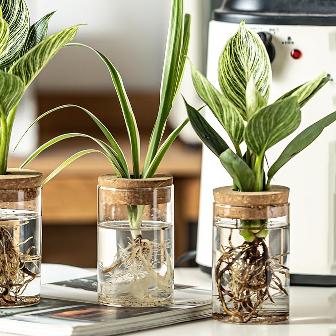 Snminetal Glass Plant Propagation Station Set of 6, Modern Desktop Flower Vase for Succulent Cuttings, Home Office Decoration, Ideal Housewarming Gift for Living Room, Bedroom