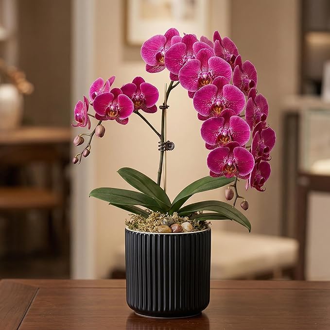 2 Pack of 6in Ceramic Cachepot with Clear Orchid Pot - self Watering Indoor Planter with Drainage for Root Visibility,semi Hydro pots for repotting Orchid,Black