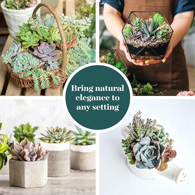 Shop Succulents Pastel Succulent Plant Pack Bulk Collection - Live Mini Succulent Plants, Low Maintenance, Bright & Serene Colors & Textures - Wedding and Party Favors, Gift & Garden, Pack of 100
