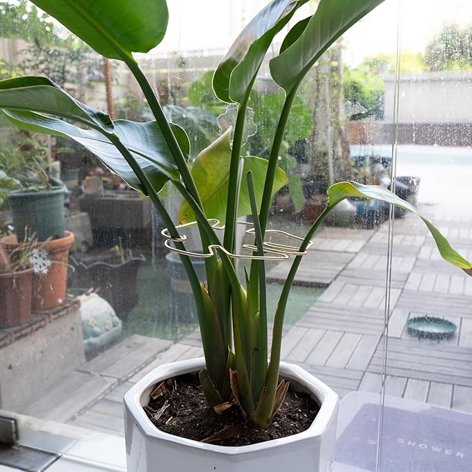 Yohsnor Monstera Stem Support - 5-Piece Durable Plant Support System for Monstera & Turtle Shell Plants -Premium -Quality Leaf Clamps -Easy-to-Use Indoor Garden Stabilizers for Healthy Growth