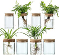 Plant Propagation Stations for Plants, 2 Size Glass Propagation Vases for Propagating Hydroponic Indoor Home Office Decor, Tabletop Glass Planter Gift for Plant Lovers (8)