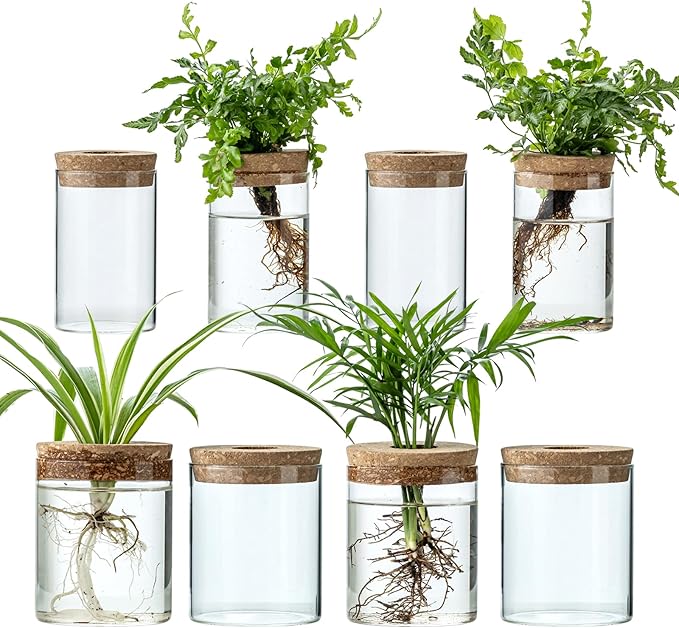 Plant Propagation Stations for Plants, 2 Size Glass Propagation Vases for Propagating Hydroponic Indoor Home Office Decor, Tabletop Glass Planter Gift for Plant Lovers (8)