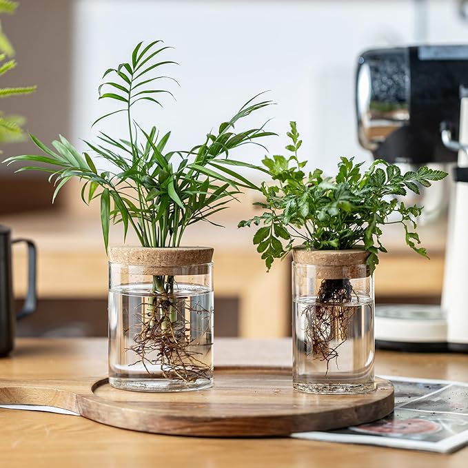 Plant Propagation Stations for Plants, 2 Size Glass Propagation Vases for Propagating Hydroponic Indoor Home Office Decor, Tabletop Glass Planter Gift for Plant Lovers (12)