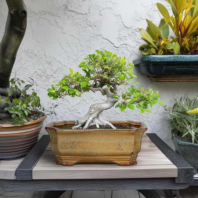 Bonsai Tree Pots 11.6 Inch - Ceramic Bonsai Planter for Succulent Plants, Succulent Pots with Drainage Hole, Large Indoor Flower Pot, Home Decor, Plant Lover Gifts, Rectangular Yellowish Brown