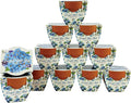 BUZZY Seeds Mini Terracotta Pots 12-Pack Daydream Forget-Me-Not Flowers, All-in-One Seed Starter Kits, Indoor Outdoor Gardening Gift, Wedding Favors, Seeds for Planting Flowers