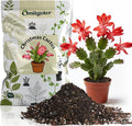 All-Natural Christmas Cactus Potting Soil Mix 1qt- Premium Well-Draining & Aerated ，Designed Specifically for Succulents and Cacti