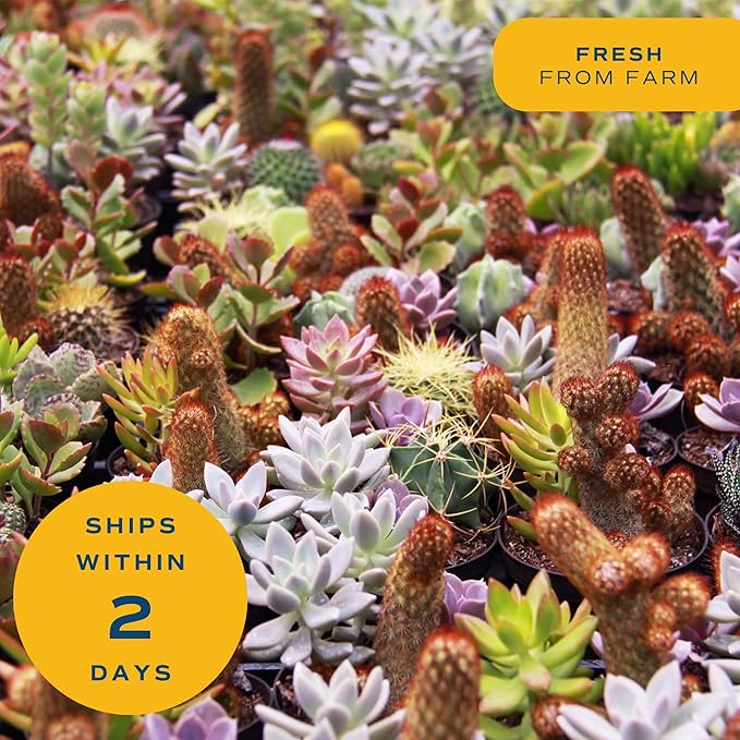 Costa Farms Grower Pot, 4-Pack Echeveria Succulents Live Indoor Plant 3-Inches Tall, in Grower's Pot