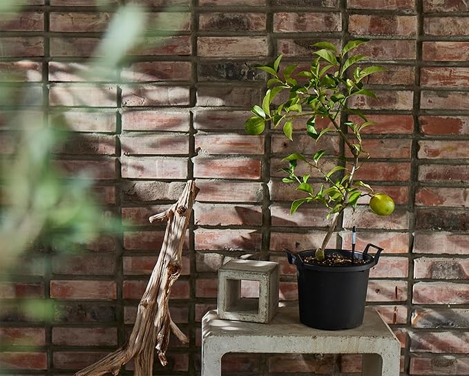 IPPINKA Sustee Aquameter - Large - Black - Bundle of 4 - Leave-in Soil Moisture Meter for Potted Plants - Plant Water Sensor - Refillable