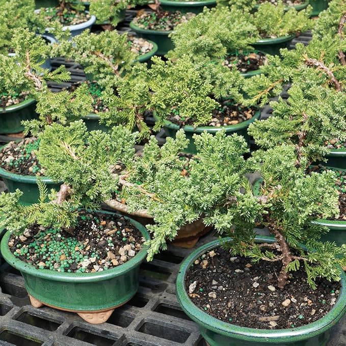 Brussel's Bonsai - Live Green Mound Juniper Bonsai Tree Kit, Outdoor Bonsai Tree Live Plant with Ceramic Pot and Soil, Easy Care Bonsai Starter Kit for Patio Garden (Small)