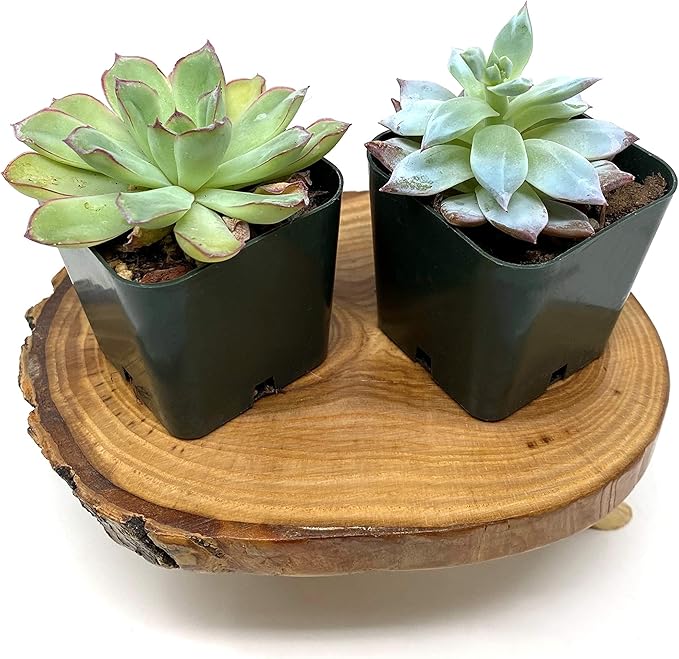 TJ Global Rustic Small Tree Trunk Slices Wood Plant Stand, Mini Wooden Stool Vase Stand, Display Stand, Perfect for Home Decor in Any Room Office Garden L6 x W5 x H3 (1 Stand)