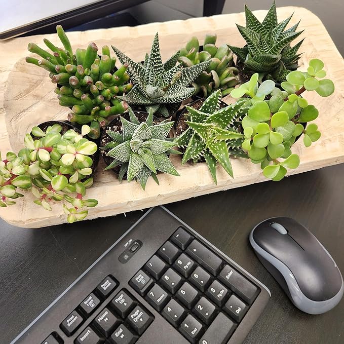 Altman Plants, Assorted Succulents Plants Live Houseplants (8PK), Succulent Plants Home Office Plants Live Indoor Plants, Live Plants Indoor House Plants, Easy Care Plants, Desk Plants, Kitchen Plants