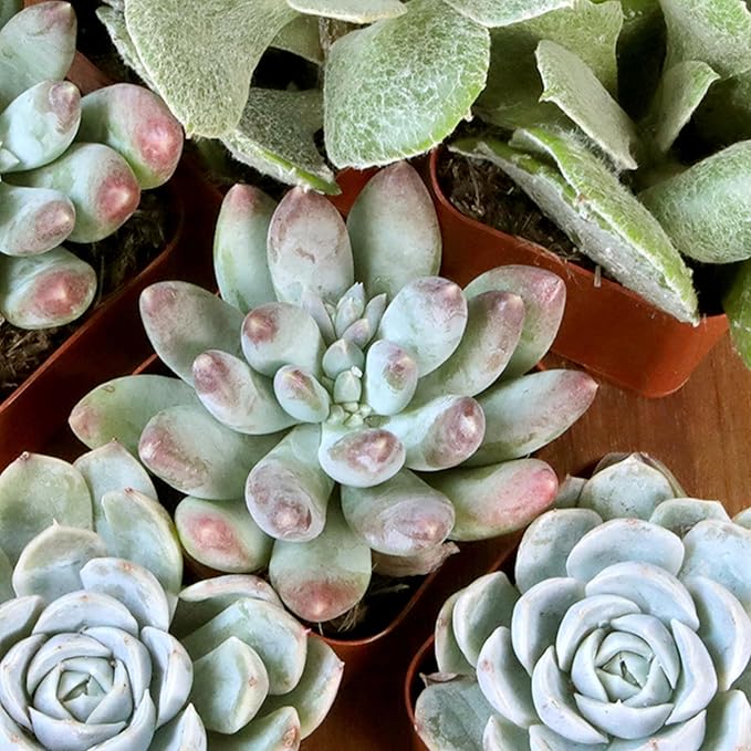 Succulents Plants Live (20PK) Potted Succulent Plants Live House Plants, Cactus Plants Live Plants Indoor Plants Live Houseplants, Indoor Plant Succulents Live Plant House Plant by Plants for Pets