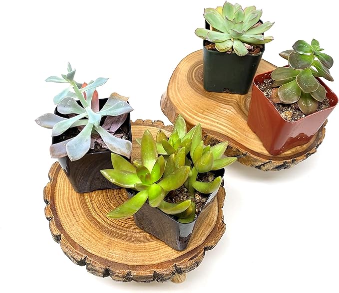 TJ Global Pack of 2 Rustic Small Tree Trunk Slices Wood Plant Stand, Mini Wooden Stool Vase Stand, Display Stand, Perfect for Home Decor in Any Room Office Garden L6 x W5 x H3 (2 Stands)