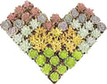 Altman Plants Premium Bulk Succulent Plants (50 Pack), 5 Unique Live Succulents in Sets of 10, Assorted Colors & Shapes, 2 in Pots