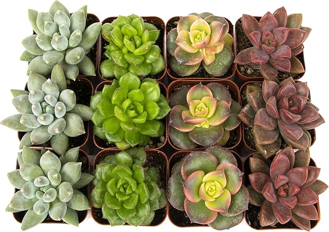 Altman Plants, Live Succulent Plants (12 Pack) Assorted Potted Succulents Plants Live House Plants in Cacti and Succulent Soil Mix, Cactus Plants Live Indoor Plants Live Houseplants in Planter Pots