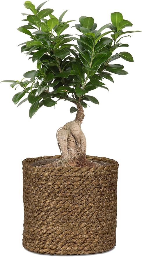 Scheurich Wicker Seagrass Basket Planter, Brown, 26cm