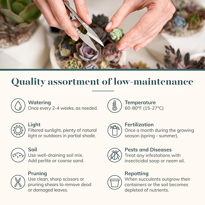 Shop Succulents Pastel Succulent Plant Pack Bulk Collection - Live Mini Succulent Plants, Low Maintenance, Bright & Serene Colors & Textures - Wedding and Party Favors, Gift & Garden, Pack of 16
