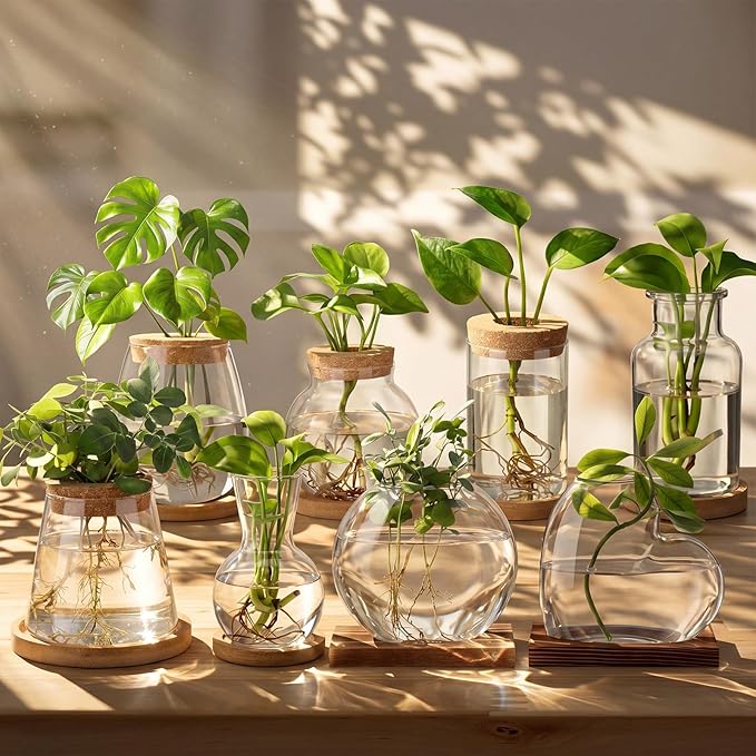 Honeydak 8 Pcs Plants Propagation Stations Planter Terrariums with Wooden Lid and Bamboo Stand Desktop Glass Propagation Vases for Plant Growing Hydroponic Home Office Tabletop Decoration