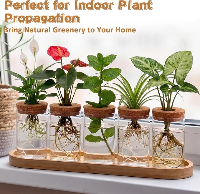 Zhehao 5 Pack Plant Propagation Station Hydroponic Glass Jar Terrarium with Cork Lids Bamboo Tray Desktop Planter for Rooting Cuttings Home Office Garden Decor
