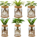 6 Pack Glass Plant Propagation Stations Hydroponic Vases with Wooden Saucer Small Glass Jar Planters Plant Station Bud Vases for Desks Home Garden Office Decorations
