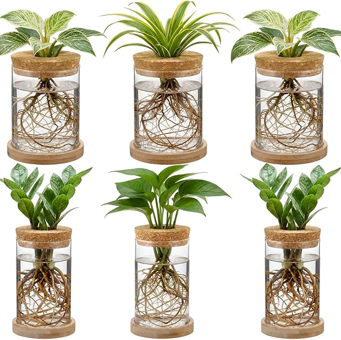 6 Pack Glass Plant Propagation Stations Hydroponic Vases with Wooden Saucer Small Glass Jar Planters Plant Station Bud Vases for Desks Home Garden Office Decorations