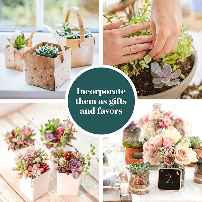 Shop Succulents Pastel Succulent Plant Pack Bulk Collection - Live Mini Succulent Plants, Low Maintenance, Bright & Serene Colors & Textures - Wedding and Party Favors, Gift & Garden, Pack of 20