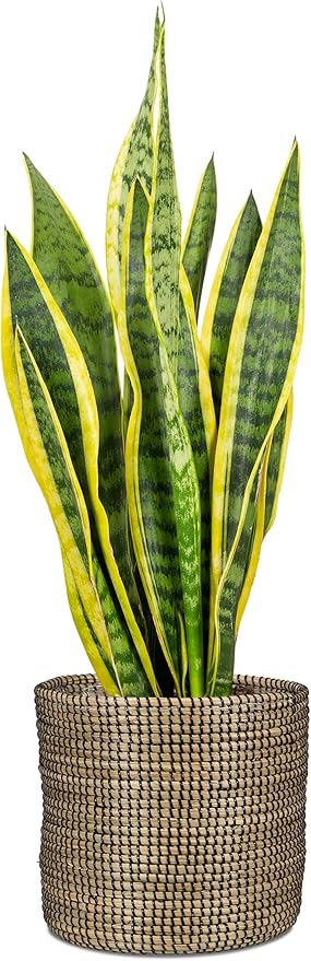 Scheurich Seagrass 15 Basket Planter/Basket Planter/Basket Pot Made of Seagrass Colour: Black, 15 cm Diameter, 13 cm High, 2.1 L Vol.