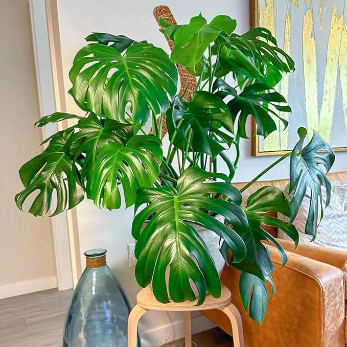 2 Pack 48 Inch Moss Pole Monstera Plant Support, Coir Moss Poles for Climbing Indoor Plants, Bendable Plant Stake Trellis for Potted Plant, Pothos, Philodendron