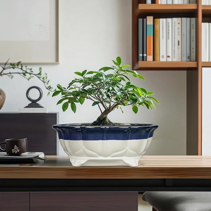 11 Inch Succulent Planters - Ceramic Bonsai Pots with Drainage Hole, Bonsai Planter for Indoor Outdoor Plants, Large Shallow Planter, Patio Garden Decor, Gifts for Plant Lover, Oval Beige-Blue