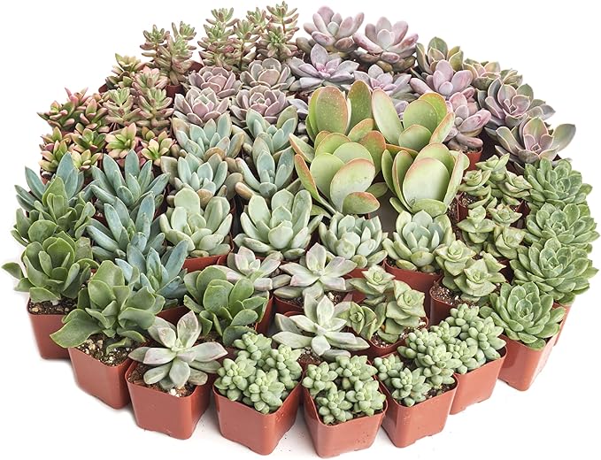 Shop Succulents Pastel Succulent Plant Pack Bulk Collection - Live Mini Succulent Plants, Low Maintenance, Bright & Serene Colors & Textures - Wedding and Party Favors, Gift & Garden, Pack of 40