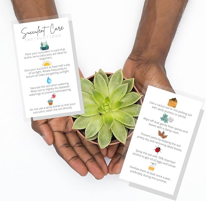 Succulent Care Instruction Cards | 50 Pack | 2x3.5” in Business Card | Succulent Care Cards | Plant Care Guide for House Sitter, Neighbor, Friend | White Card with Colored Icon