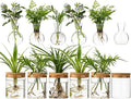 Plant Propagation Stations, 2 Style Glass Planter Terrariums, Propagation Vases for Plant, Plant Propagation Jars for Hydroponic Planter Home Office Tabletop Decoration (12)