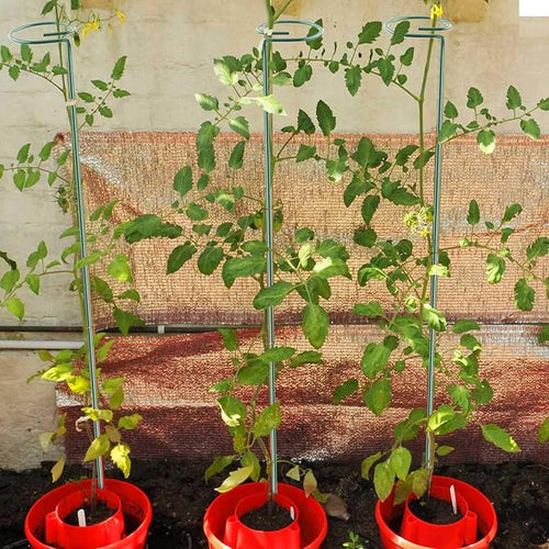 12 Pack 36 inch Plant Support Stakes,Single Stem Plant Support Stake Single Plant Stem Garden Flower Support Stake Steel Plant Cage Support Ring for Orchid Gladiolus Iris Dahlia Amaryllis Rose Lily