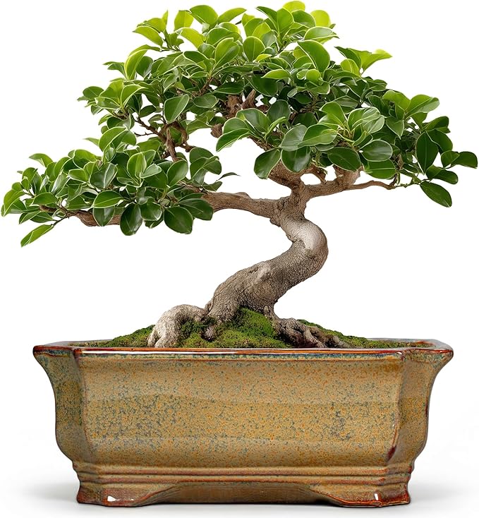 Bonsai Tree Pots 11.6 Inch - Ceramic Bonsai Planter for Succulent Plants, Succulent Pots with Drainage Hole, Large Indoor Flower Pot, Home Decor, Plant Lover Gifts, Rectangular Yellowish Brown