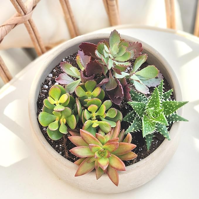 Altman Plants, Live Succulents Plants Live Houseplants (4PK), Succulent Plant Lover Gifts, Live Indoor Plants in Potting Soil, Live Plants Indoor Cactus Plants Live Succulent Plants Live House Plants