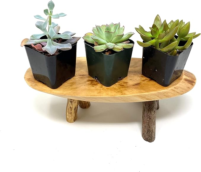 TJ Global Rustic Small Long Wood Slice Plant Stand, Mini Wooden Stool Vase Stand, Display Stand, Perfect for Home Decor in Any Room Office Garden L8.75 x W3.75 x H2.75 (1 Stand)