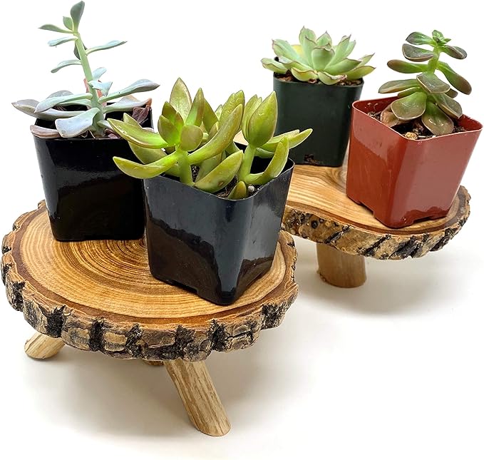 TJ Global Pack of 2 Rustic Small Tree Trunk Slices Wood Plant Stand, Mini Wooden Stool Vase Stand, Display Stand, Perfect for Home Decor in Any Room Office Garden L6 x W5 x H3 (2 Stands)