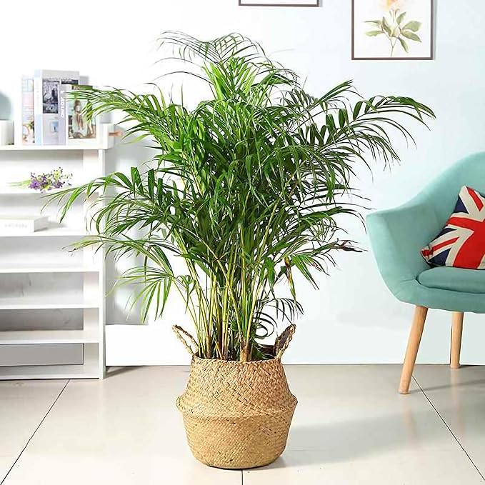 FixtureDisplays 14" x 16" x 10.5" Woven Seagrass Belly Basket Plant Basket with Handles Handmade Home Decor Basket for Storage Plants, Laundry, Picnic, Plant Pot Cover, Beach Bag and Grocery Basket