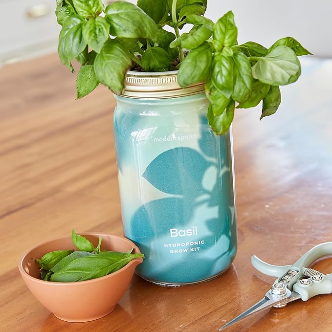 Modern Sprout New & Improved Mason Jar Grow Set, Indoor Herb Garden, Seed Starter Set, Sprouting Jar Planter, Organic Seeds, Hydroponic Growing (Basil + Lavender)