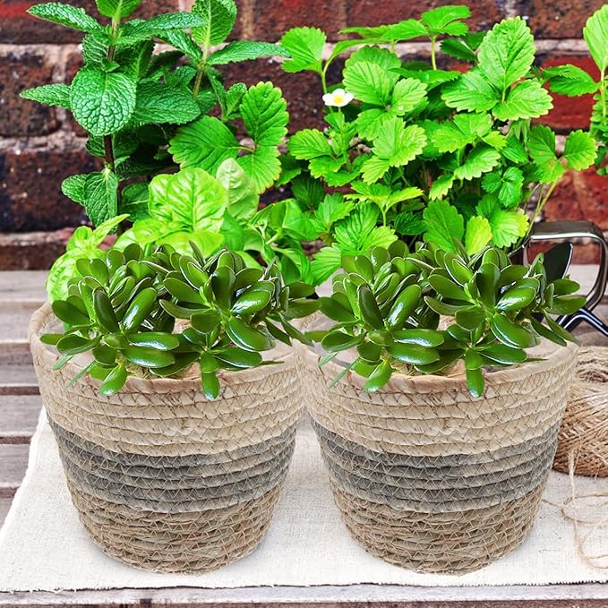 Healeved 2PCS Seagrass Plant Basket with Liner for Indoor Plants Rattan Pots 6inch Weaving Straw Planter Baskets Wicker Small Rustic Decorative Flower Pots for Desktop